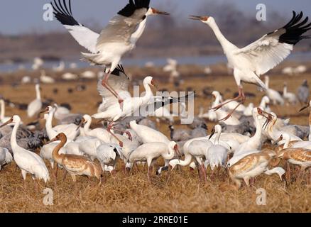 220115 -- NANCHANG, le 15 janvier 2022 -- les oiseaux migrateurs fourragent dans une rizière du comté de Yugan, dans la province de Jiangxi, dans l'est de la Chine, le 11 janvier 2022. Le lac Poyang, le plus grand lac d eau douce du pays, est un important lieu d hivernage pour les oiseaux migrateurs. Pour augmenter les approvisionnements en fourrage pour les oiseaux, en 2021, le gouvernement local du comté de Yugan a publié une politique de compensation pour les agriculteurs et réservé le riz pour les oiseaux migrateurs. Dans le sanctuaire des grues sibériennes cinq étoiles de Nanchang près du lac Poyang, des grues y ont été attirées pour se nourrir sur un étang de lotus. L'étang, initié et investi par les amoureux des oiseaux en 2017, Banque D'Images