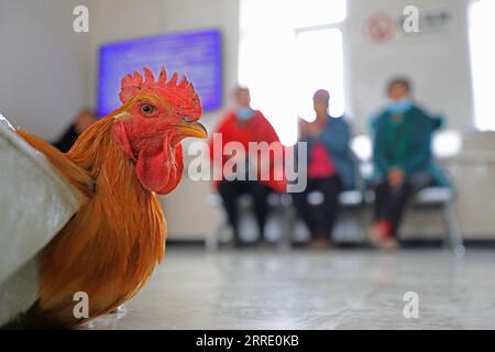 220117 -- DANDONG, le 17 janvier 2022 -- Un coq à vendre sur un train lent est vu à la gare de Shicheng dans la ville de Fengcheng, province du Liaoning au nord-est de la Chine, le 15 janvier 2022. Les trains nos 4317 et 4318 sont des trains lents qui circulent entre Tonghua de la province de Jilin et Dandong de la province de Liaoning dans le nord-est de la Chine. À l’approche du nouvel an lunaire, les autorités ferroviaires locales ont organisé des marchés à bord qui permettent aux villageois vivant le long de la route des trains de vendre des marchandises aux passagers sans quitter les wagons. CHINE-LIAONING-DANDONG-ON-BOARD MARCHÉ CN YANGXQING PUBLICATIONXNOTXINXCHN Banque D'Images