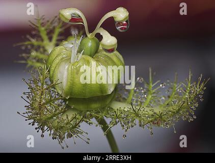 Passiflora foetida plante de passion de brousse. Banque D'Images