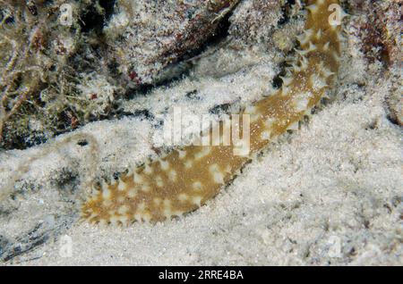 Concombre de mer Tigertail, Holothuria hilla, sur sable, plongée de nuit, Sakokreng Jetty site de plongée, Dampier Strait, Raja Ampat, Papouasie occidentale, Indonésie Banque D'Images