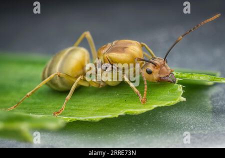 Reine géante des fourmis Alate. Banque D'Images
