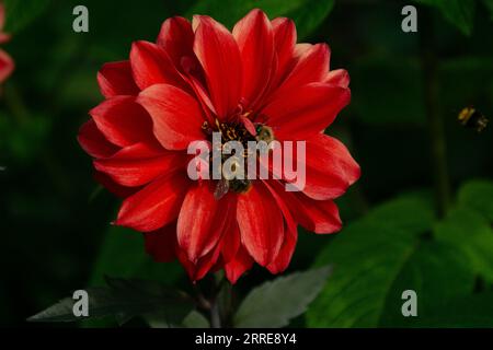 Richmond Park, Londres, Royaume-Uni. 6 septembre 2023. Un beau dahlia rouge pollinisé par deux abeilles, dont une troisième survole. Banque D'Images