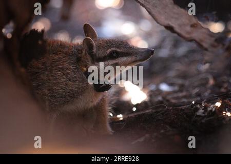 220210 -- SYDNEY, le 10 février 2022 -- une photo non datée publiée par l'AWC de l'Australian Wildlife Conservancy montre un numbat au parc national de Mallee Cliffs en Nouvelle-Galles du Sud en Australie. Les écologistes ont donné à certains des animaux indigènes les plus mignons et les plus rares d'Australie, des phascogales à queue rouge et des numbats, de nouveaux baux de vie en les déplaçant d'un bout à l'autre de l'île du continent. L’AWC a annoncé mercredi que 60 phascogales ont fait le voyage de 1 400 km depuis Alice Springs Desert Park dans le territoire du Nord jusqu’au parc national des falaises de Mallee dans la région sud-ouest de l’État du N. Banque D'Images