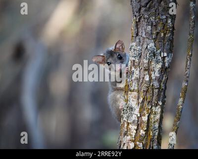 220210 -- SYDNEY, le 10 février 2022 -- une photo non datée publiée par l'AWC de l'Australian Wildlife Conservancy montre un phascogale à queue rouge dans le parc national de Dryandra Woodland en Australie occidentale. Les écologistes ont donné à certains des animaux indigènes les plus mignons et les plus rares d'Australie, des phascogales à queue rouge et des numbats, de nouveaux baux de vie en les déplaçant d'un bout à l'autre de l'île du continent. L’AWC a annoncé mercredi que 60 phascogales ont fait le voyage de 1 400 km depuis Alice Springs Desert Park dans le territoire du Nord jusqu’au parc national des falaises de Mallee dans la région sud-ouest de la St Banque D'Images