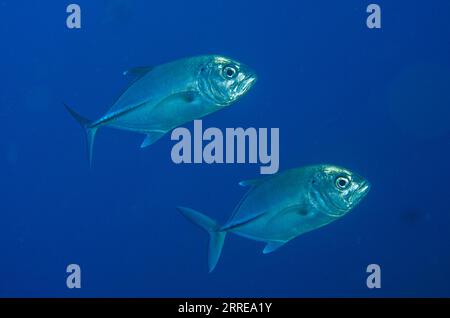 Paire de Bigeye Trevally, Caranx sexfasciatus, site de plongée Fibacet Pinnacle, île de Misool, Raja Ampat, Papouasie occidentale, Indonésie Banque D'Images