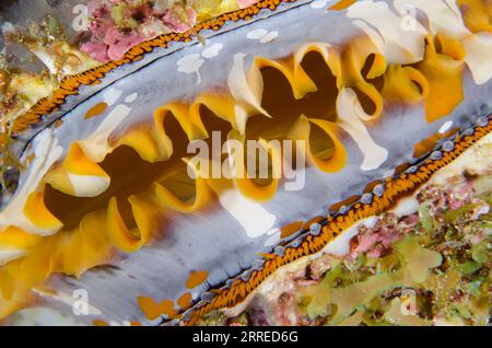 Huître épineuse variable, Spondylus varians, avec les yeux sur le bord du manteau, site de plongée Boo Window, île de Misool, Raja Ampat, Papouasie occidentale, Indonésie Banque D'Images