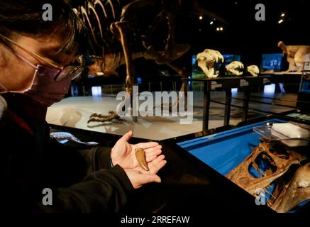 220225 -- VANCOUVER, le 25 février 2022 -- Une personne tient une dent fossile coulée d'un tyrannosaurus rex T. rex lors d'un aperçu médiatique de T. rex : The Ultimate Predator à Science World à Vancouver, Colombie-Britannique, Canada, le 25 février 2022. T. rex : The Ultimate Predator est une énorme exposition qui présente aux visiteurs toute la famille des tyrannosaures à travers des modèles grandeur nature, des moulages fossiles et des expériences interactives. L’exposition se déroulera du 26 février 2022 au 22 janvier 2023. Photo par /Xinhua CANADA-VANCOUVER-EXHIBITION-DINOSAUR-T. REX LiangxSen PUBLICATIONxNOTxINxCHN Banque D'Images