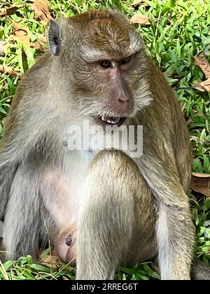 Amphoe Phanom, Thaïlande. 04 février 2023. Un macaque à longue queue se trouve dans le « temple du singe » - Wat Sok Tham Phanthurat - dans la province de Surat Thani en Thaïlande. Toute personne voyageant à Singapour ou en Thaïlande les rencontre à chaque virage : des macaques à longue queue. Mais sont-ils un ravageur ou leur survie est-elle menacée? Parce que les singes sont très demandés comme animaux de laboratoire, un différend a maintenant éclaté sur la question. (À dpa 'différend sur les singes : craintes de recherche pour l'approvisionnement des animaux de laboratoire') crédit : Carola Frentzen/dpa/Alamy Live News Banque D'Images