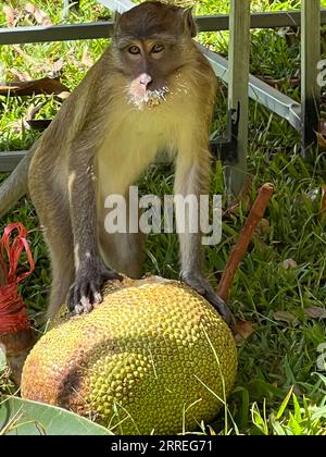 Amphoe Phanom, Thaïlande. 04 février 2023. Un macaque à longue queue se tient près d'un fruit dans le « temple du singe » - Wat Sok Tham Phanthurat - dans la province de Surat Thani en Thaïlande. Toute personne voyageant à Singapour ou en Thaïlande les rencontre à chaque virage : des macaques à longue queue. Mais sont-ils un ravageur ou leur survie est-elle menacée? Parce que les singes sont très demandés comme animaux de laboratoire, un différend a maintenant éclaté sur la question. (À dpa 'différend sur les singes : craintes de recherche pour l'approvisionnement des animaux de laboratoire') crédit : Carola Frentzen/dpa/Alamy Live News Banque D'Images