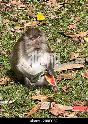 Amphoe Phanom, Thaïlande. 04 février 2023. Un macaque à longue queue se trouve dans le « temple du singe » - Wat Sok Tham Phanthurat - dans la province de Surat Thani en Thaïlande et mange à partir d'un melon. Toute personne voyageant à Singapour ou en Thaïlande les rencontre à chaque virage : des macaques à longue queue. Mais sont-ils un ravageur ou leur survie est-elle menacée? Parce que les singes sont tellement en demande que les animaux de laboratoire, un différend a maintenant éclaté sur la question. (À dpa 'différend sur les singes : craintes de recherche pour l'approvisionnement des animaux de laboratoire') crédit : Carola Frentzen/dpa/Alamy Live News Banque D'Images