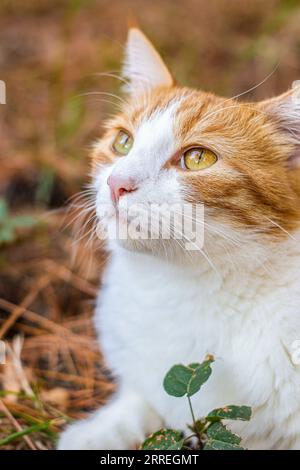 Gingembre orange et chat blanc pondant dans les feuilles Banque D'Images