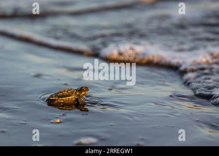 220301 -- PROVINCE DE CAVITE, le 1 mars 2022 -- une éclosion de tortues de mer olive ridley rampe vers l'eau au lever du soleil à l'écloserie de tortues marines dans la province de Cavite, aux Philippines, le 1 mars 2022. Les défenseurs de la conservation des tortues, composés de bénévoles du village, libèrent de 4 000 à 5 000 oisillons de tortues chaque année sur les rives de la ville de NAIC, qui sert de site de nidification des tortues de mer femelles à olive ridley. PHILIPPINES-PROVINCE DE CAVITE-ÉCLOSERIE DE TORTUES DE MER ROUELLEXUMALI PUBLICATIONXNOTXINXCHN Banque D'Images