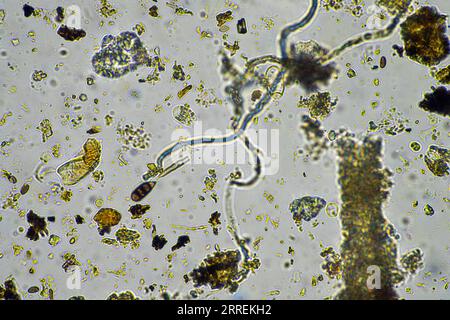 vie du sol au microscope avec champignons du sol et hyphes fongiques dans une ferme Banque D'Images