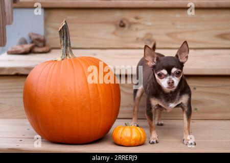 Jeune chiot chihuahua Banque D'Images