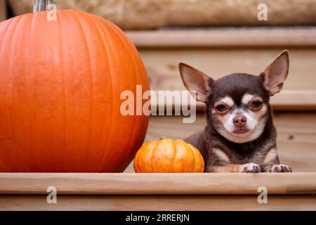 Jeune chiot chihuahua Banque D'Images