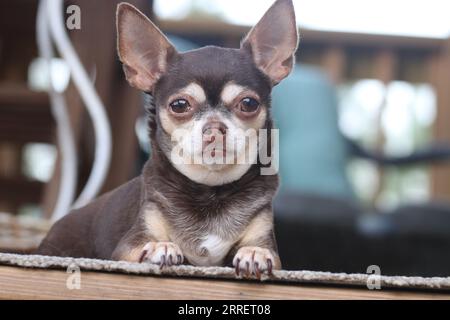 Jeune chiot chihuahua Banque D'Images