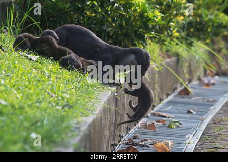 220315 -- SINGAPOUR, le 15 mars 2022 -- des petits loutres sauvages à revêtement lisse de la famille Bishan sont vus dans le bassin de Kallang de Singapour, le 15 mars 2022. Photo de /Xinhua SINGAPORE-WILDLIFE-SMOOTH-COATED OTTER chihxWey PUBLICATIONxNOTxINxCHN Banque D'Images