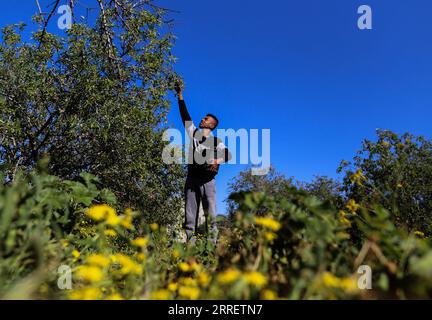 220316 -- KHAN YOUNIS, le 16 mars 2022 -- Un agriculteur palestinien cueille des amandes vertes dans un champ, dans la ville de Khan Younis, dans le sud de la bande de Gaza, le 16 mars 2022. Photo de /Xinhua MIDEAST-GAZA-KHAN YOUNIS-AMANDES-RÉCOLTE YasserxQudih PUBLICATIONxNOTxINxCHN Banque D'Images