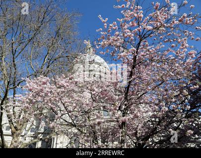 220317 -- LONDRES, le 17 mars 2022 -- des fleurs en fleurs sont vues près de la cathédrale St Paul à Londres, Grande-Bretagne, le 17 mars 2022. BRITAIN-LONDON-SPRING-FLOWERS LixYing PUBLICATIONxNOTxINxCHN Banque D'Images