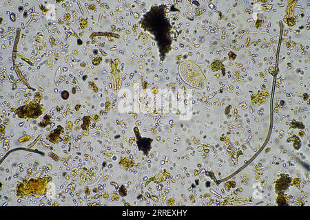 les micro-organismes du sol se rapprochent sous le microscope. dans un samlple de sol d'une ferme Banque D'Images