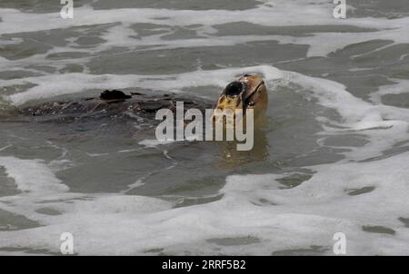 220330 -- RISHON LETZION, le 30 mars 2022 -- Une tortue caouanne est relâchée dans la mer Méditerranée sur la plage de Palmachim près de la ville israélienne centrale de Rishon Letzion, le 29 mars 2022. Deux tortues caouannes femelles ont été relâchées en Méditerranée mardi après avoir reçu un traitement au Centre israélien de sauvetage des tortues marines, selon l’Autorité israélienne de la nature et des parcs nationaux. Photo de /Xinhua ISRAEL-RISHON LETZION-SEA TURTLE GilxCohenxMagen PUBLICATIONxNOTxINxCHN Banque D'Images