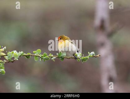 220401 -- CHENGDU, le 1 avril 2022 -- photo de fichier prise par montre un oiseau dans la Réserve naturelle nationale de Wolong, province du Sichuan au sud-ouest de la Chine. , 55, membre du personnel de la Réserve naturelle nationale de Wolong, observe également les espèces, les habitudes et les traces des oiseaux ici. Beaucoup des photos qu’il a prises sur les 293 espèces d’oiseaux de Wolong sont devenues une référence précieuse pour l’étude de la diversité des oiseaux. Il espère inspirer les gens avec des vidéos et des photos qu’il a prises pour participer au travail de protection de l’environnement écologique et de la biodiversité des réserves naturelles. /Document via Xinhua CHINA-SICHUAN-WOLONG Banque D'Images