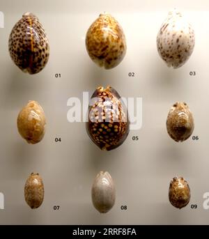 Spécimens de coquilles de cowrie exposés au musée, nus Natural History Nueum, Singapour Banque D'Images