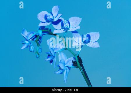 Orchidée colorée violet-bleu nature morte, affichant fièrement ses pétales à motifs et sa forme. Macro à fleur unique de ses jolis pétales et tige, Banque D'Images