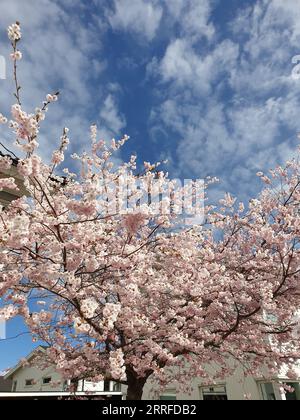 Un bel arbre à fleurs rose à côté d'une maison entourée d'autres logements dans un quartier résidentiel Banque D'Images