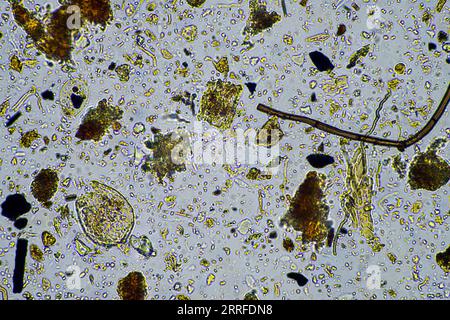 les micro-organismes du sol se rapprochent sous le microscope. dans un samlple de sol d'une ferme Banque D'Images
