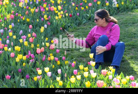 220416 -- ISTANBUL, le 16 avril 2022 -- Une femme prend des photos de tulipes dans un parc à Istanbul, Turquie, le 15 avril 2022. Shadati TURQUIE-ISTANBUL-TULIPES ShaxDati PUBLICATIONxNOTxINxCHN Banque D'Images