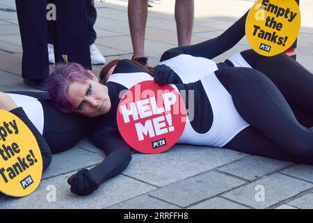 Londres, Royaume-Uni. 7 septembre 2023. Les militants de PETA en costumes d'orque et d'autres détenteurs de pancartes "Jet2 Helldays" organisent une manifestation devant la réunion annuelle de Jet2 Holidays à Cheapside, appelant le prestataire de voyages à abandonner les parcs marins qui contiennent des cétacés dans des réservoirs pour se divertir de ses forfaits vacances. Crédit : Vuk Valcic/Alamy Live News Banque D'Images