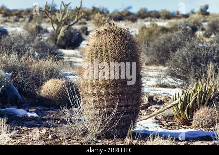 Desert Gem : Cactus baril dans la nature sauvage du Grand Canyon Banque D'Images