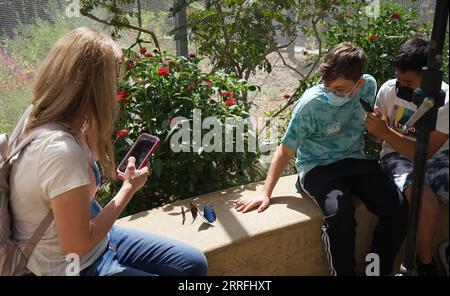 220418 -- LOS ANGELES, le 18 avril 2022 -- les gens visitent une exposition de papillons au Natural History Museum de Los Angeles, aux États-Unis, le 18 avril 2022. Une exposition de papillons a repris au Natural History Museum de Los Angeles après une suspension de deux ans en raison de la pandémie de COVID-19. Cette exposition présente des centaines de papillons, des plantes indigènes colorées et beaucoup de lumière naturelle pour aider les visiteurs à voir ces créatures scintiller. Photo de /Xinhua U.S.-LOS ANGELES-BUTTERFLY EXHIBITION ZengxHui PUBLICATIONxNOTxINxCHN Banque D'Images