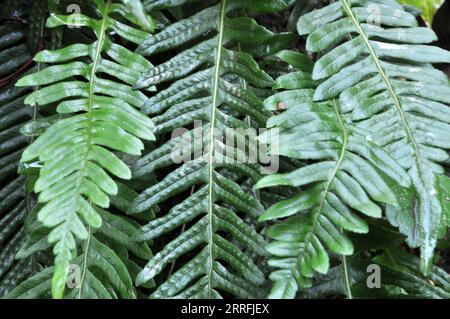 Fern Polypodium vulgare pousse dans la nature sur un rocher dans les bois Banque D'Images