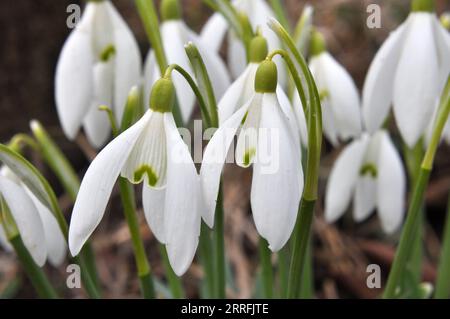 Dans la forêt, dans la nature, les gouttes de neige printanières (Galanthus nivalis) fleurissent. Banque D'Images