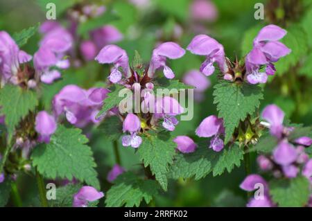 Il fleurit dans le violet d'ortie sourd sauvage (Lamium purpueum) Banque D'Images