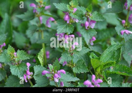 Il fleurit dans le violet d'ortie sourd sauvage (Lamium purpueum) Banque D'Images