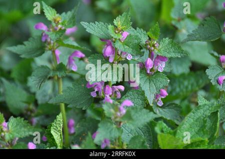Il fleurit dans le violet d'ortie sourd sauvage (Lamium purpueum) Banque D'Images