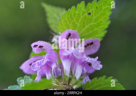 Il fleurit dans le violet d'ortie sourd sauvage (Lamium purpueum) Banque D'Images