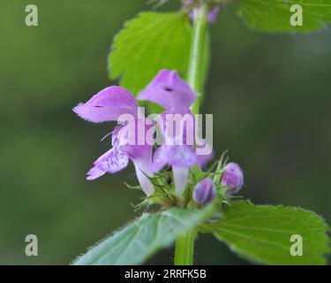 Il fleurit dans le violet d'ortie sourd sauvage (Lamium purpueum) Banque D'Images