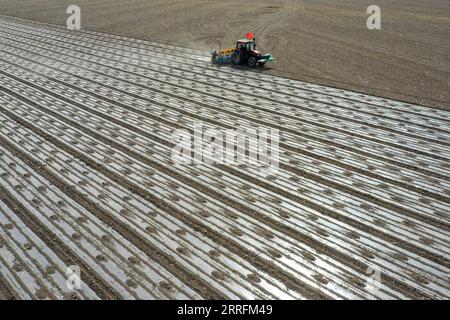 220421 -- URUMQI, le 21 avril 2022 -- une photo aérienne prise le 19 avril 2022 montre une machine à semer guidée par le système de navigation par satellite BeiDou travaillant dans un champ de coton dans une ferme d'une division du corps de production et de construction du Xinjiang dans la région autonome ouïgoure du Xinjiang du nord-ouest de la Chine. Selon les estimations de l'Association chinoise du coton, il y aura 37,57 millions de mu environ 2,5 millions d'hectares de plantations de coton dans le Xinjiang en 2022, en hausse de 2 pour cent par rapport à 2021. Les données publiées par le Bureau national des statistiques ont montré que la production de coton au Xinjiang dépassait les 5,1 000 Banque D'Images