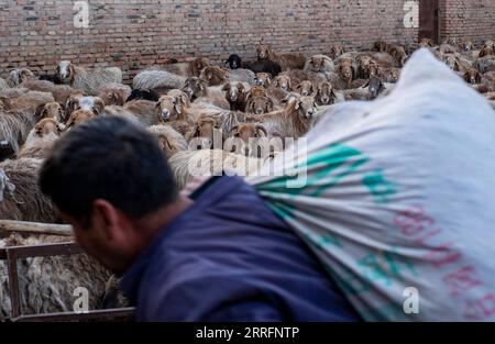 220422 -- SHAWAN, le 22 avril 2022 -- Ili Mehmet travaille dans sa bergerie à Shawan, dans la région autonome ouïgoure du Xinjiang, au nord-ouest de la Chine, le 17 avril 2022. Ili Mehmet, 50 ans, vit à Shawan, une importante région productrice de coton du Xinjiang. Pendant la saison des semailles au printemps, les travaux agricoles ont été effectués principalement par des équipes de plantation mécanisées embauchées. Mais Ili Mehmet passe encore son temps libre dans les 700 mu, environ 46,7 hectares de champs de coton qu’il a contractés avec son partenaire commercial Duan Zhizhong, apprenant de nouvelles techniques de plantation auprès d’autres. En plus de travailler dans les champs de coton, il s’occupe également de plus de 100 personnes Banque D'Images