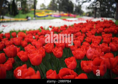 220423 -- ISTANBUL, le 23 avril 2022 -- des tulipes sont photographiées au parc Emirgan à Istanbul, Turquie, le 22 avril 2022. Shadati TURQUIE-ISTANBUL-PARC ShaxDati PUBLICATIONxNOTxINxCHN Banque D'Images