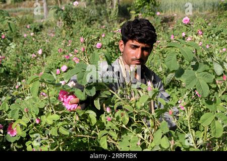 220424 -- NANGARHAR, le 24 avril 2022 -- un afghan récolte des pétales de rose dans une roseraie de la province de Nangarhar, Afghanistan, le 24 avril 2022. Photo de /Xinhua AFGHANISTAN-NANGARHAR-ROSE-HARVEST Hamidullah PUBLICATIONxNOTxINxCHN Banque D'Images