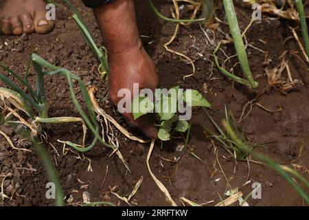 220426 -- MONUFIA, 26 avril 2022 -- le fermier Ashraf plante du coton au milieu des oignons dans un champ de la province de Monufia, en Égypte, le 25 avril 2022. En avril, l’Égypte entre dans la saison des plantations de coton. Les agriculteurs locaux utilisent pleinement leurs terres arables limitées dans la vallée et le delta du Nil pour planter le coton à la bonne saison, qui sont une importante source de revenus annuels pour eux. Photo de /Xinhua EGYPTE-MONUFIA-PLANTATION DE COTON AhmedxGomaa PUBLICATIONxNOTxINxCHN Banque D'Images