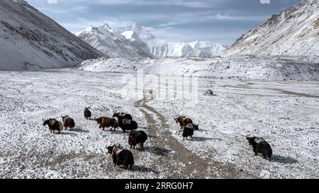 220502 -- XIGAZE, le 2 mai 2022 -- une photo aérienne prise le 1 mai 2022 montre des yaks transportant des fournitures au camp de base du mont Qomolangma. La Chine a commencé une nouvelle expédition scientifique complète sur le mont Qomolangma, le plus haut sommet du monde à la frontière sino-népalaise. L'expédition se concentre sur des questions scientifiques majeures telles que la synergie vent-mousson de l'ouest, le changement des châteaux d'eau asiatiques, les écosystèmes et la biodiversité, et les activités humaines dans la région du mont Qomolangma. L'équipe de l'expédition mènera également des études sur les changements environnementaux, les changements dans la concentration de gaz à effet de serre, les puits de carbone de l'écosystème fu Banque D'Images