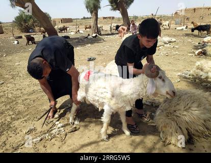 220510 -- BAGDAD, le 10 mai 2022 -- des éleveurs de bovins cisaillent des moutons dans une ferme au nord de Bagdad, en Irak, le 10 mai 2022. IRAK-BAGDAD-MOUTONS TONDANT KhalilxDawood PUBLICATIONxNOTxINxCHN Banque D'Images