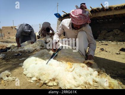 220510 -- BAGDAD, le 10 mai 2022 -- des éleveurs de bovins cisaillent des moutons dans une ferme au nord de Bagdad, en Irak, le 10 mai 2022. IRAK-BAGDAD-MOUTONS TONDANT KhalilxDawood PUBLICATIONxNOTxINxCHN Banque D'Images