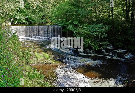 Autour du Royaume-Uni - Weir dans Yarrow Valley Park, Chorley, Lancashire, Royaume-Uni Banque D'Images